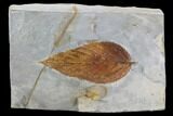 Detailed Fossil Hackberry Leaf - Montana #95219-1